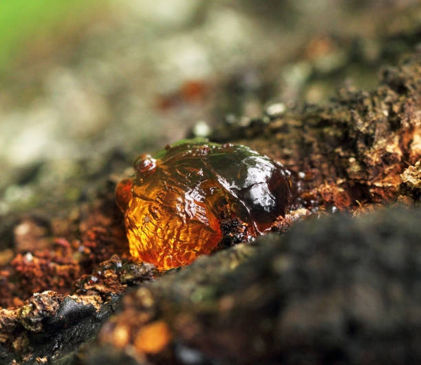 istock Embossed yellow and orange resin on rough bark tree 1186688187
