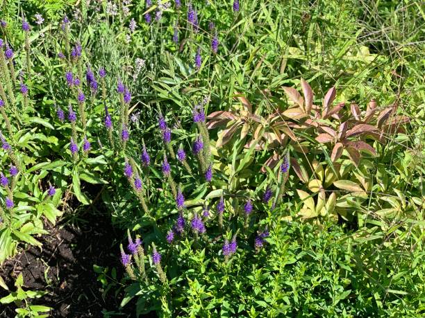 istock beautiful flowers in the yard 1186688207