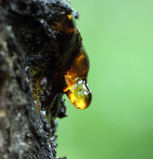 istock Solid resin on the apricot bark with green background 1186688298
