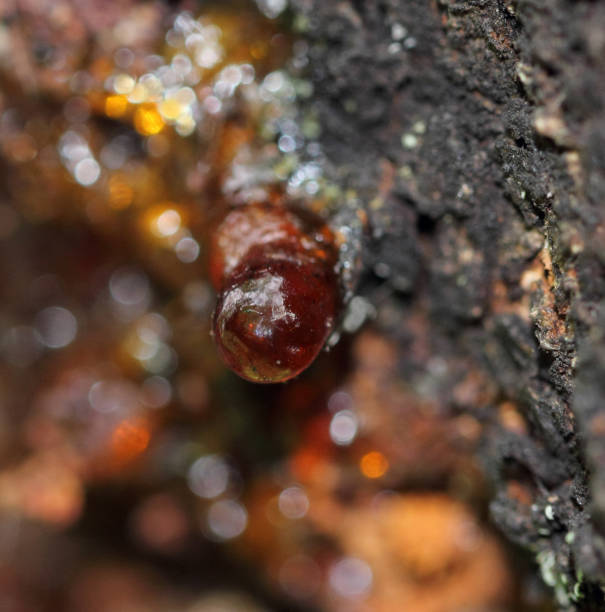 istock Globular red resin on rough bark apricot tree ,with a colorful background 1186688362