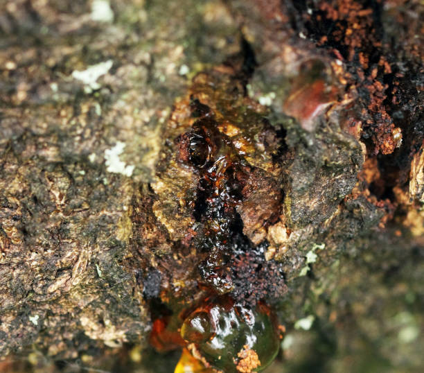 istock Background rough resin on rough bark  apricot tree 1186688374