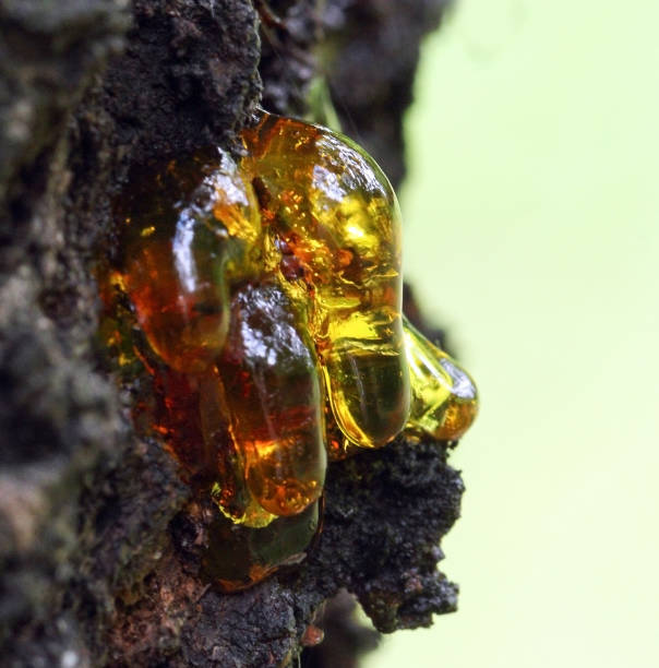 istock A bunch of resin with a vitreous structure 1186688417