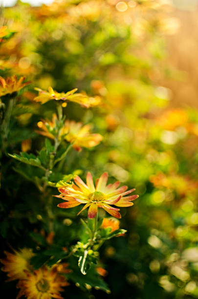 istock Autumn chrysanthemum flowers grow 1186688571