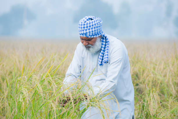 istock Indian farmer stock photo 1186689649