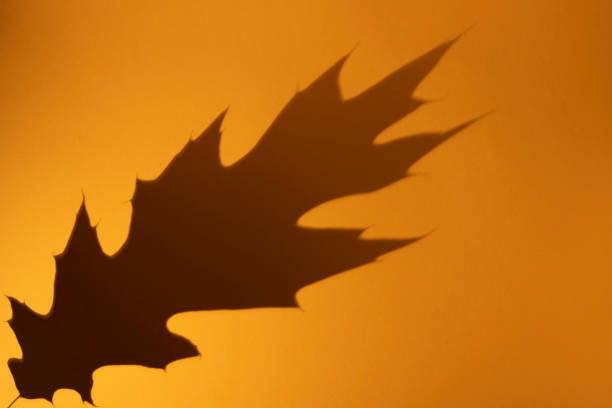 Oak leaf grey shadow on orange color background. Minimal autumn, halloween concept. Overlay effect for photo. Flat lay, top view, copy space.