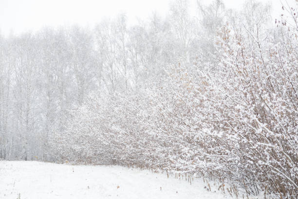 istock Frozen birch tree on cloudy winter sky in sunny winter day Branches covered with snow 1186690499