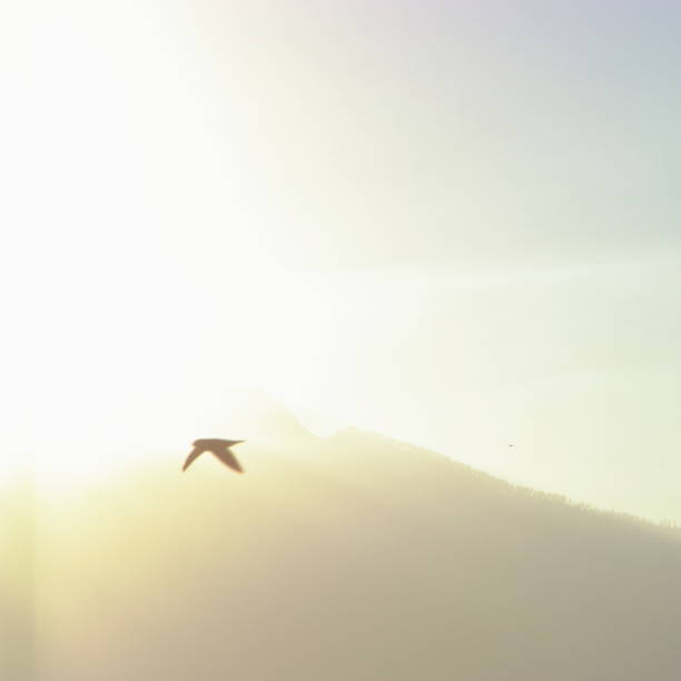 istock Fly me for new hope 1186690745