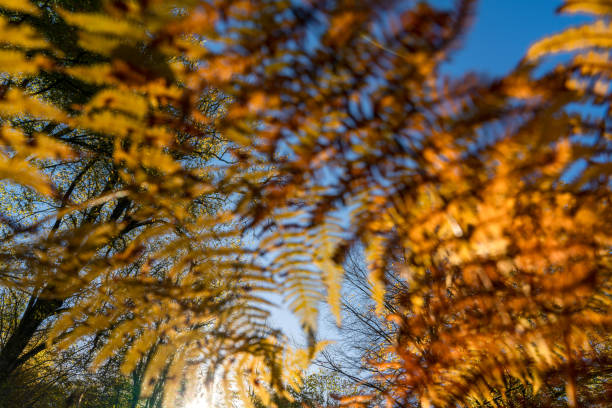 Autumn at Seven Lakes National Public Park area with Sun - Focus on Background