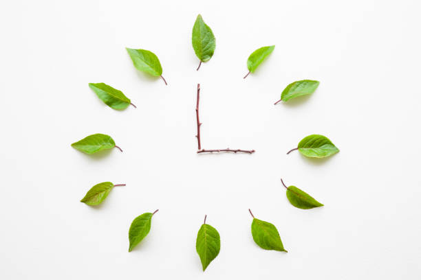 istock Clock created from fresh green leaves and twigs on light gray background. Time change concept. Closeup. Top down view. 1186690775