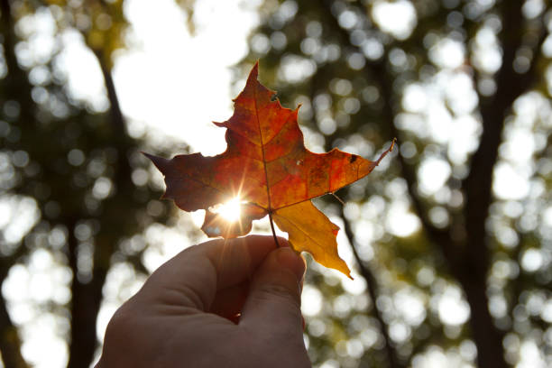 istock yellowed maple leaf in his hands in the sunlight. Man holding leaf in his hand. 1186692084