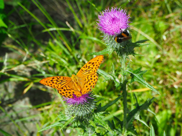 Butterfly multicolored in a beautiful scene of nature, flying insect