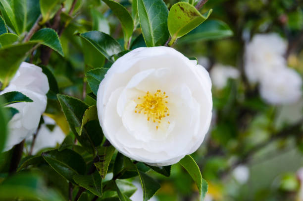 Camellia sasanqua white flower close up.