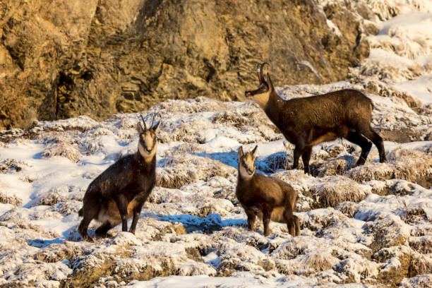 istock Three chamois in winter, Alps (Rupicapra rupicapra) 1186694141