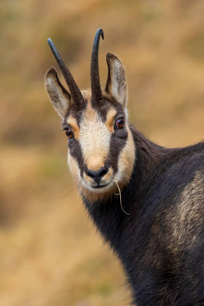 istock Chamois goat looking at camera, Alps (Rupicapra rupicapra) 1186694233