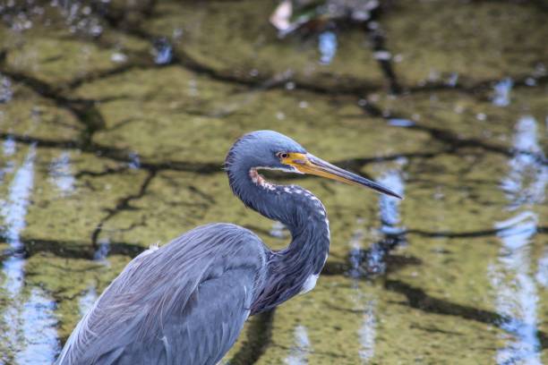 caminar pájaros en aguas poco profundas del pantano - wading bird everglades national park egret fotografías e imágenes de stock