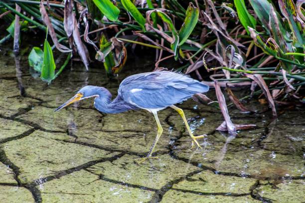 caminar pájaros en aguas poco profundas del pantano - wading bird everglades national park egret fotografías e imágenes de stock