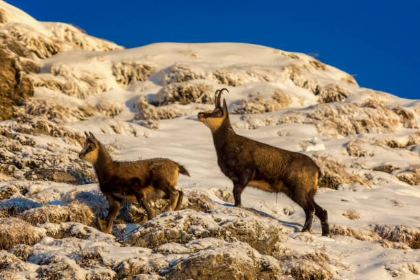Two chamois in winter, Alps (Rupicapra rupicapra) Chamois - Animal, Gams, Gämse, Animal Wildlife, Animals In The Wild alpine chamois rupicapra rupicapra rupicapra stock pictures, royalty-free photos & images