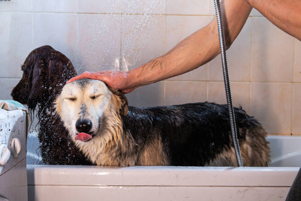 istock Owner washing Shepherd dog in bathtub 1186695430