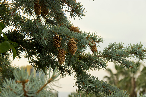 Fir branches with cones on a natural background.