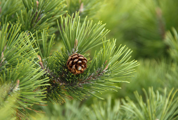 istock Fir branches with cones on a natural background 1186695516