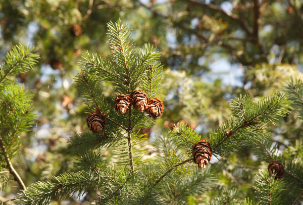 istock Fir branches with cones on a natural background 1186695535