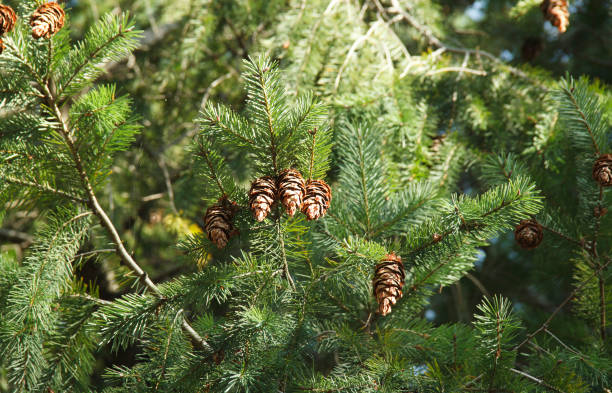 istock Fir branches with cones on a natural background 1186695543