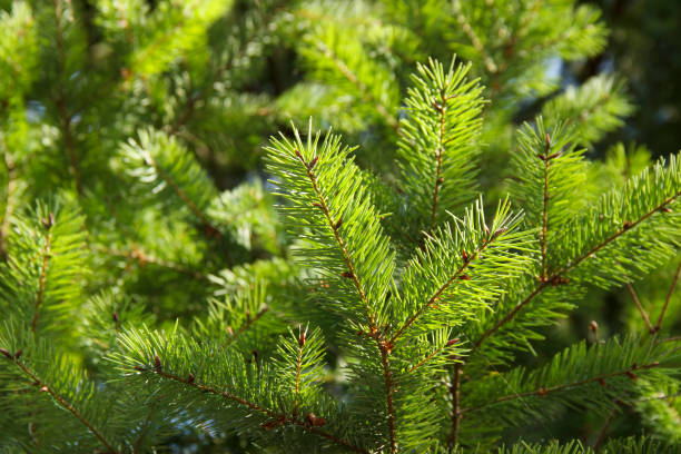 istock Spruce green branches close-up. New Year theme. Christmas tree 1186695688