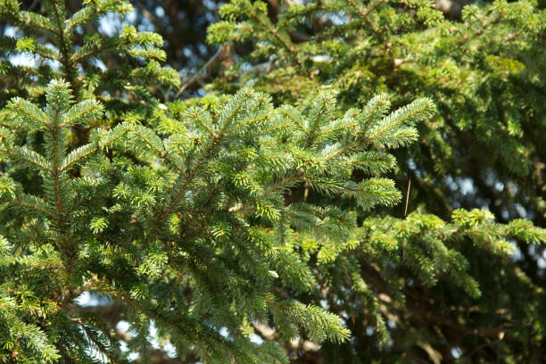 istock Spruce green branches close-up. New Year theme. Christmas tree 1186695722