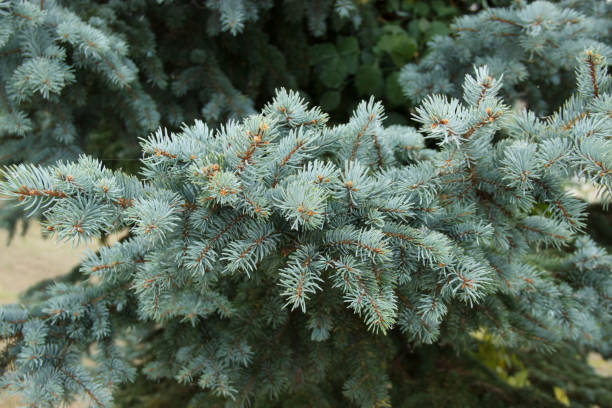istock Spruce green branches close-up. New Year theme. Christmas tree 1186695774