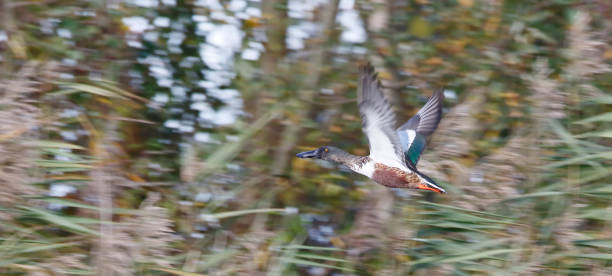 istock Northern Shoveler Duck (Anas clypeata) in flight 1186696837