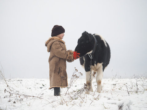 A little girl and a cow. Winter, snow