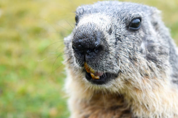 istock Alpine Marmot (Marmota marmota) in natural habitat. 1186697101