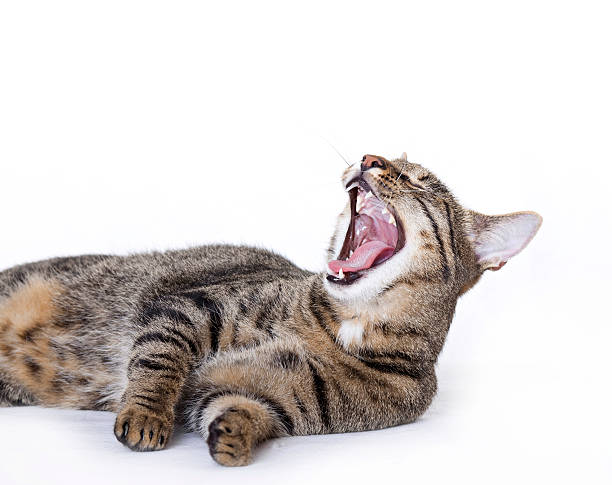 istock Cat yawning, yelling or laughing 118669733