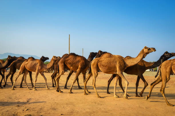istock Camels at Pushkar Camel Fair (Pushkar Mela) in Pushkar, Rajasthan, India 1186700679