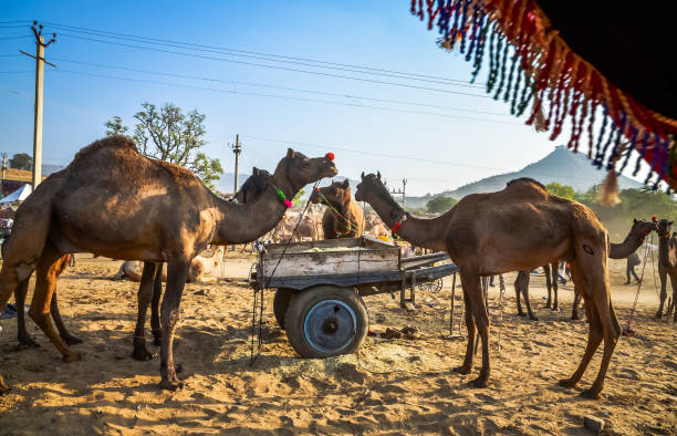 istock Camels at Pushkar Camel Fair (Pushkar Mela) in Pushkar, Rajasthan, India 1186700685