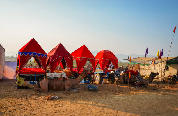istock amel Cart at Pushkar Camel Fair (Pushkar Mela) in Pushkar, Rajasthan, India 1186700709