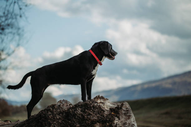 istock Hunting dog looking around 1186702487