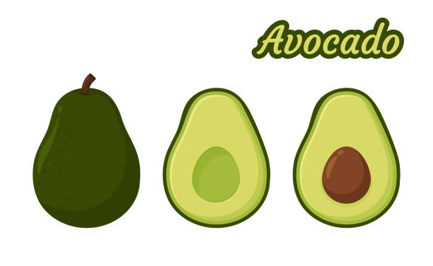 Avocado Vector. Healthy fruit avocado That was cut in half until the seed could be seen inside. Avocado Vector. Healthy fruit avocado That was cut in half until the seed could be seen inside. avocado stock illustrations