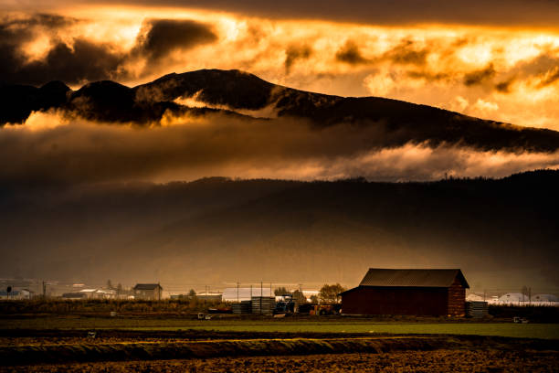 Japan, farm, Autumn, Hokkaido, Japanese Larch