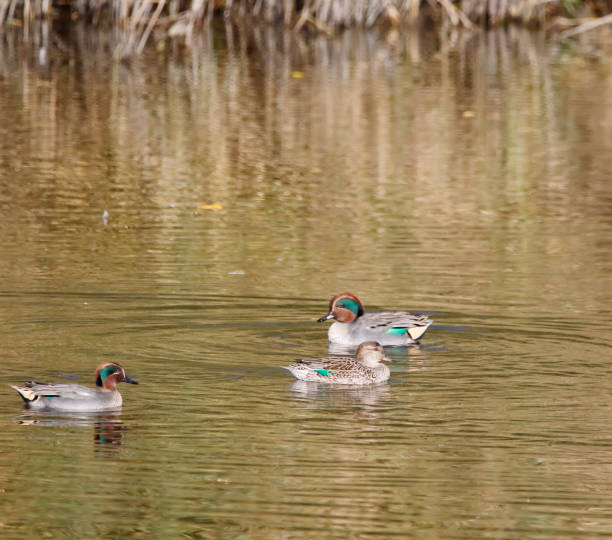 Eurasian Teal Duck (Anas crecca) L 34-38cm, WS 53-59cm.
Breeds on variety fresh and brackish waters, preferring lakes and ponds (even small ones) in forests, pools in taiga bogs or mountain willows, also along rivers and shallow, well-vegetated seashores, and on eutrophic lakes if near forests, where nest is placed.
A common bird, forming large flocks on costal bays or shallow lakes outside breeding season.
Birds from N Europe winter in Britain, but also in Holland, France, etc.

This is a quite common small Duck in Dutch water rich Environments.

The Picture is made in Polder Arkemheen (the Netherlands) in Autumn of 2019 . grey teal duck stock pictures, royalty-free photos & images
