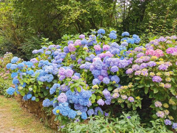 istock Hydrangea in full bloom set in front of a woods 1186706001