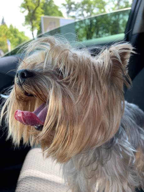 istock funny face of yorkshire terrier 1186708275