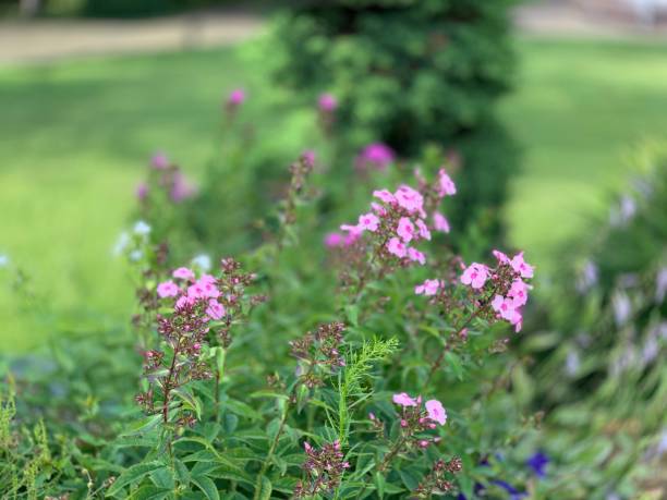 istock purple flowers in the yard 1186708367