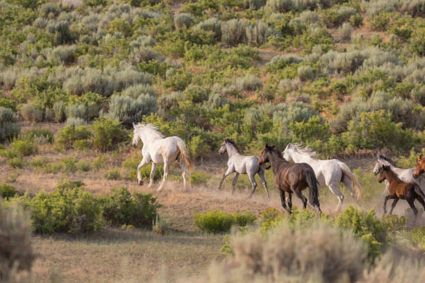 istock Wild Horses Running Across the High Desert 1186708533