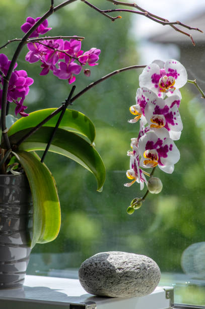 美しい白とピンクの蘭の単一の花は、咲く屋内ファラエノプシス、明るい黄色の花びら、緑の芽が点在しています - orchid flower single flower green ストックフォトと画像