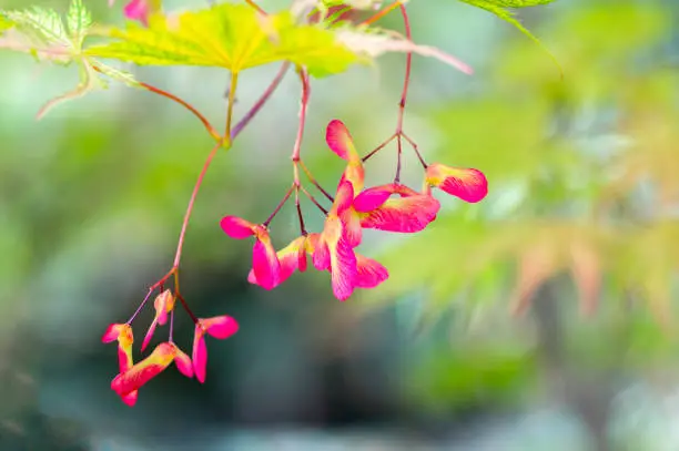 Acer palmatum fruits on branches, ornamental foliage and bright red winged samaras, beautiful shrub in the garden