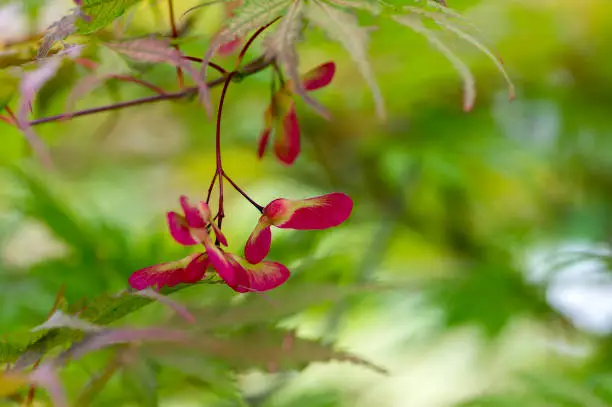 Acer palmatum fruits on branches, ornamental foliage and bright red winged samaras, beautiful shrub in the garden