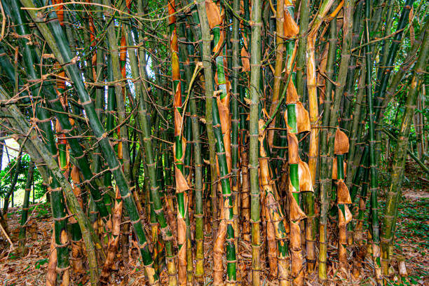 pousse de bambou ou pousses avec le buisson vert de bambou sur le fond. - bamboo leaf bamboo shoot feng shui photos et images de collection