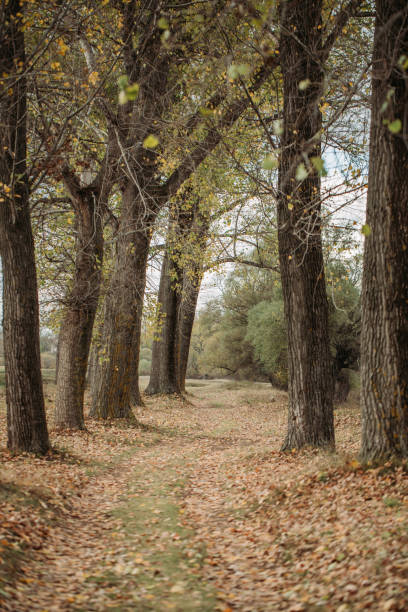 istock Beautiful park with autumn colored trees 1186710466