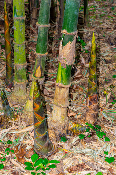 bambus-shooting oder sprossen mit grünem bambusbusch auf dem hintergrund. - bamboo leaf bamboo shoot feng shui stock-fotos und bilder